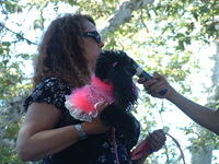 Santa Barbara French Festival Poodle Parade