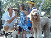 2010 Santa Barbara French Festival Poodle Parade