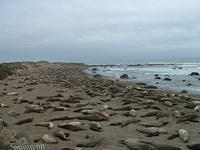 Visiting the Elephant Seals
